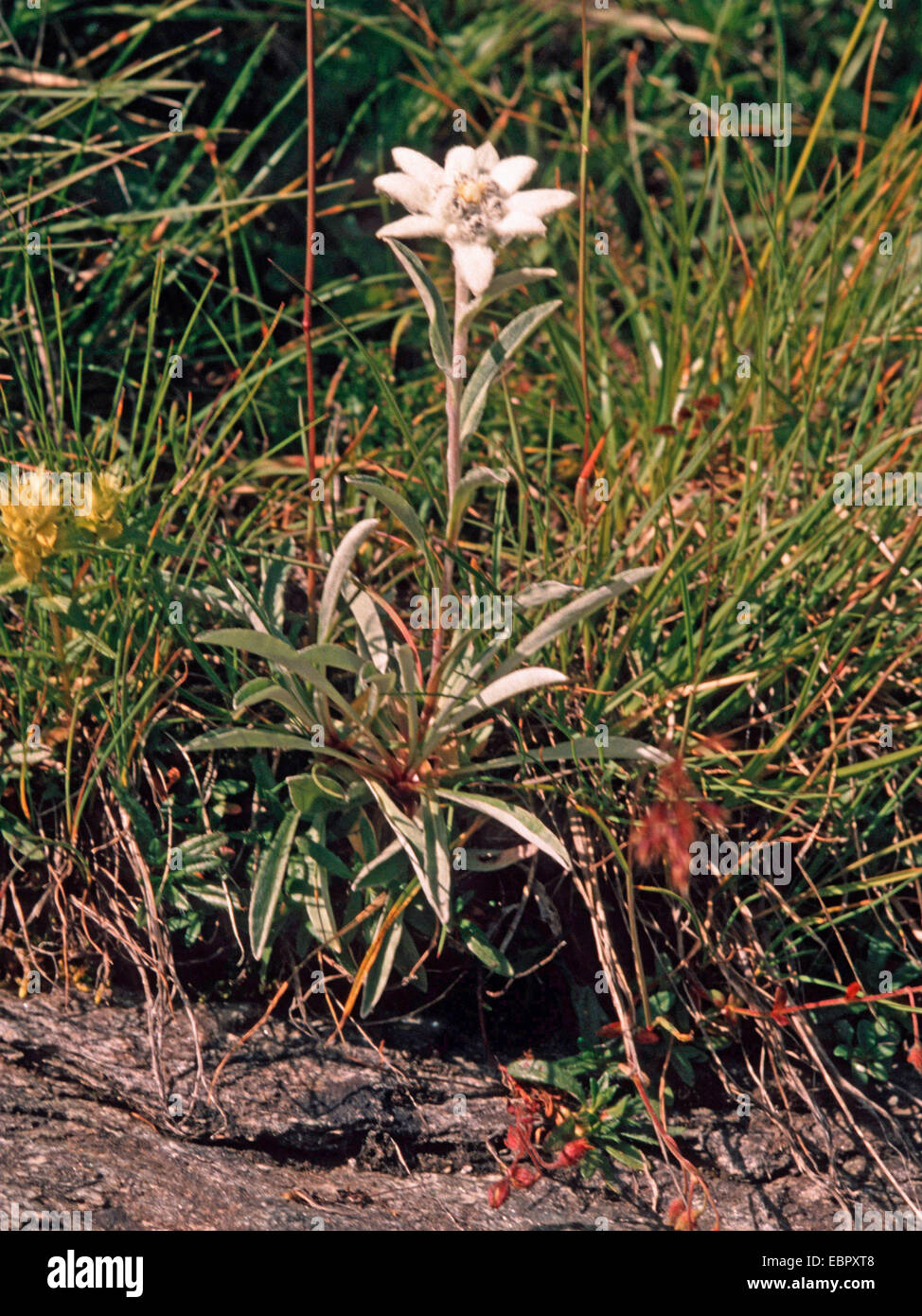 Edelweiss (Leontopodium alpinum, Leontopodium nivale), fioritura, Austria Foto Stock