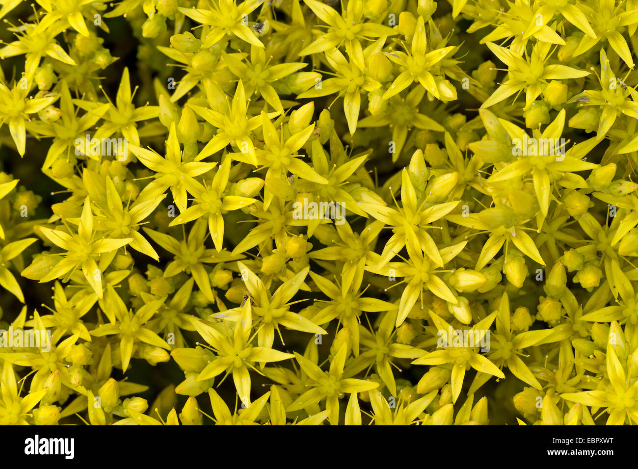 Stonecrop comune, mordere stonecrop, mossy stonecrop, parete di pepe, oro-moss (Sedum acre), fioritura, Germania, Schleswig-Holstein Foto Stock