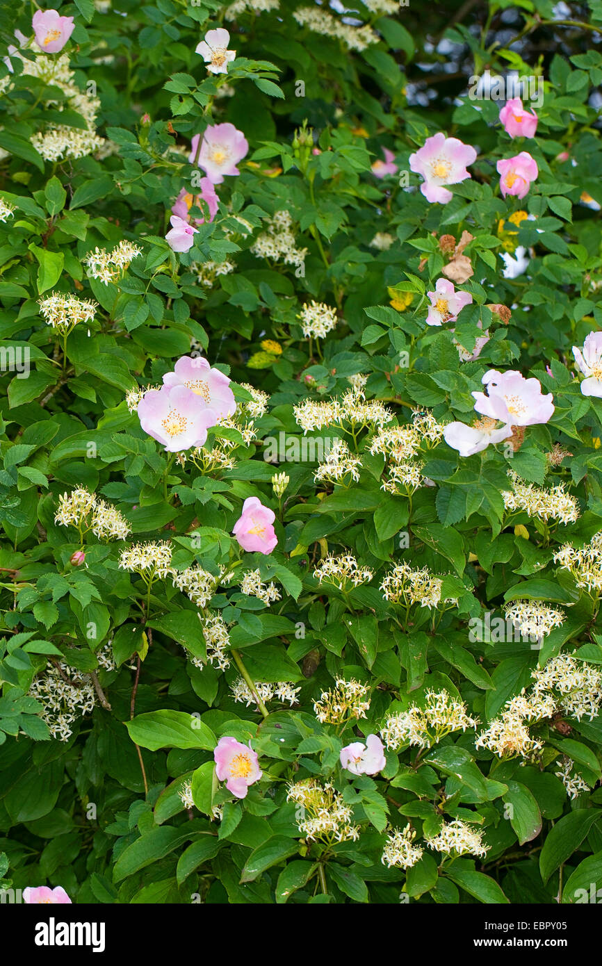 Corniolo, dogberry (Cornus sanguinea), con la rosa canina in una siepe, Germania Foto Stock