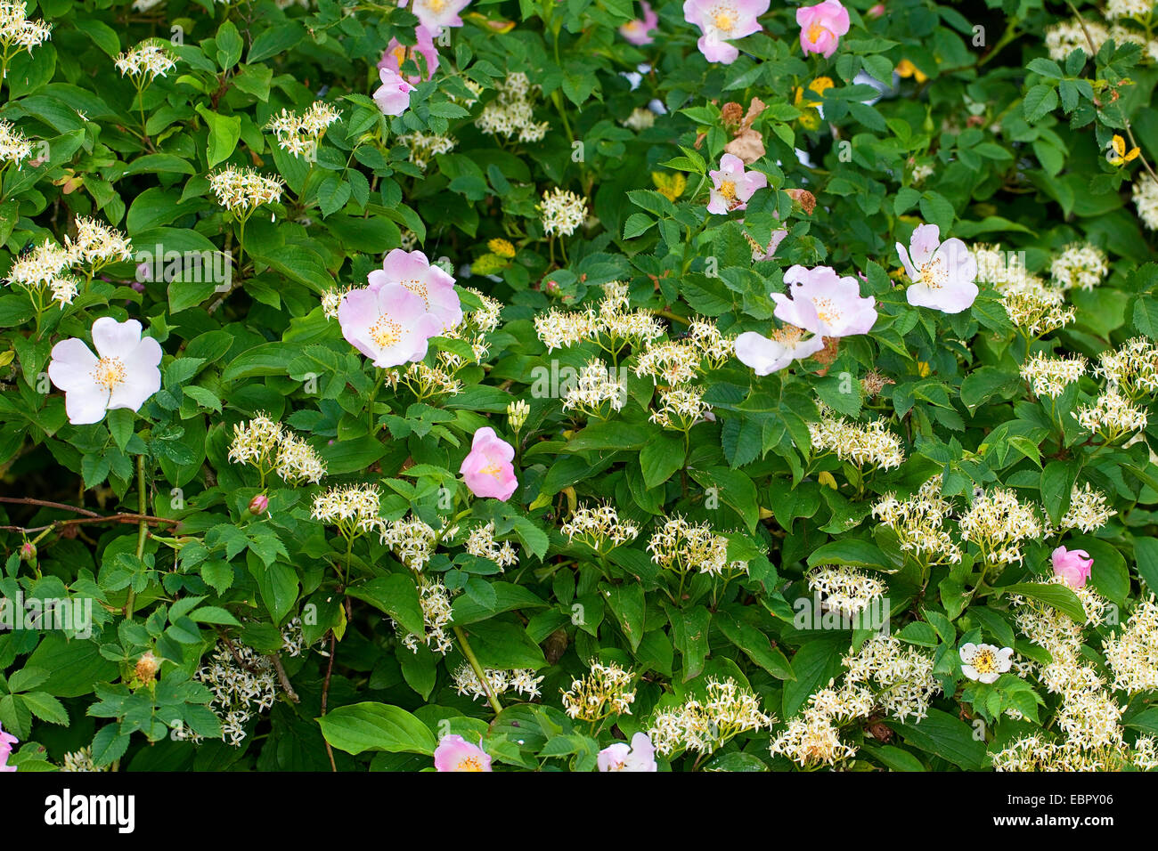 Corniolo, dogberry (Cornus sanguinea), con la rosa canina in una siepe, Germania Foto Stock