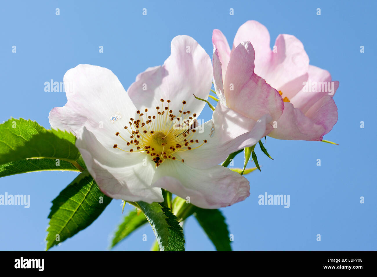 La rosa canina (Rosa canina), fiori Foto Stock