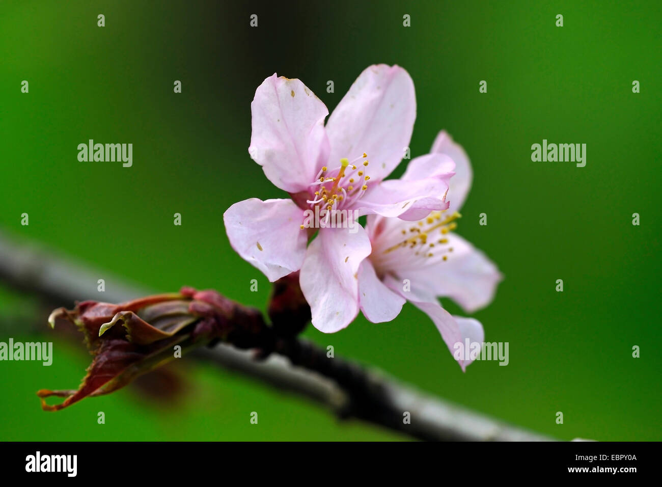 Sargent ciliegia, Sargent di ciliegio (Prunus sargentii), fiori Foto Stock