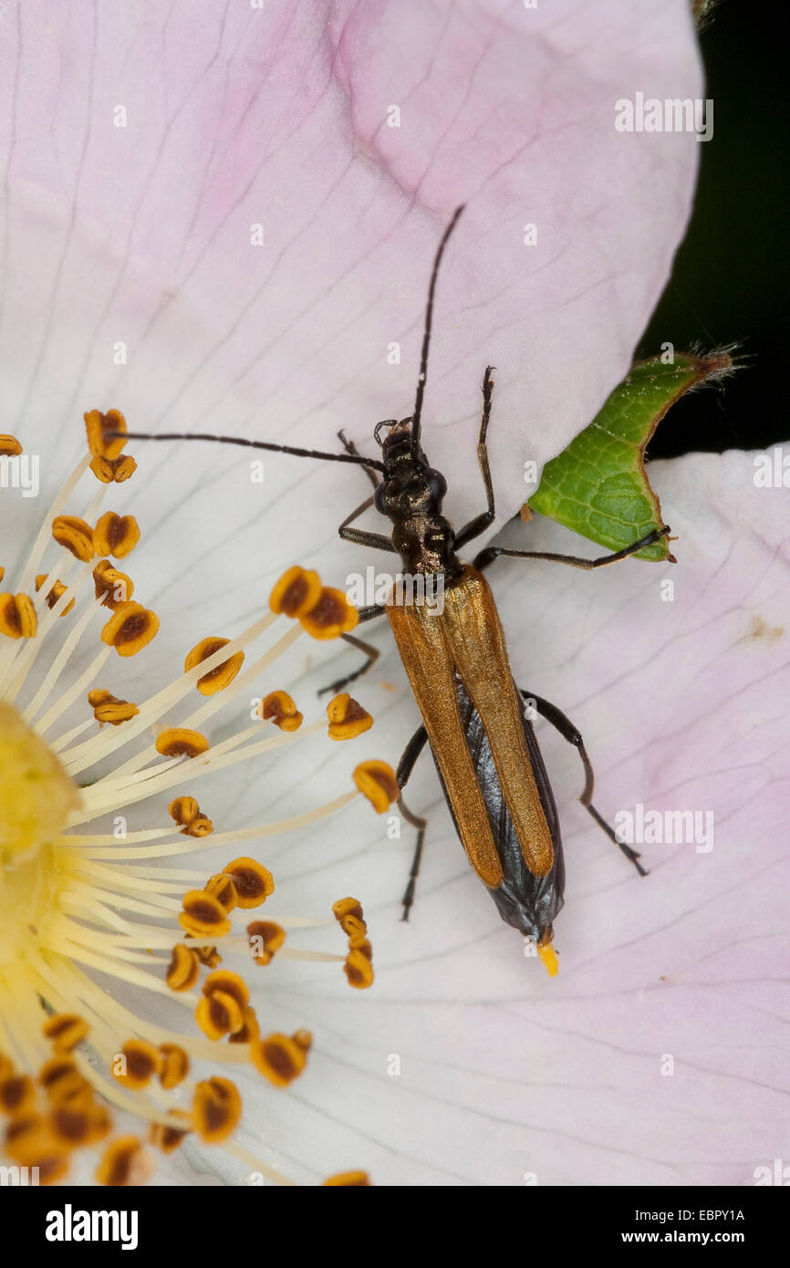 Il polline-alimentando Beetle, spesse zampe coleottero di fiori (Oedemera femorata), seduto su un fiore di rose, Germania Foto Stock