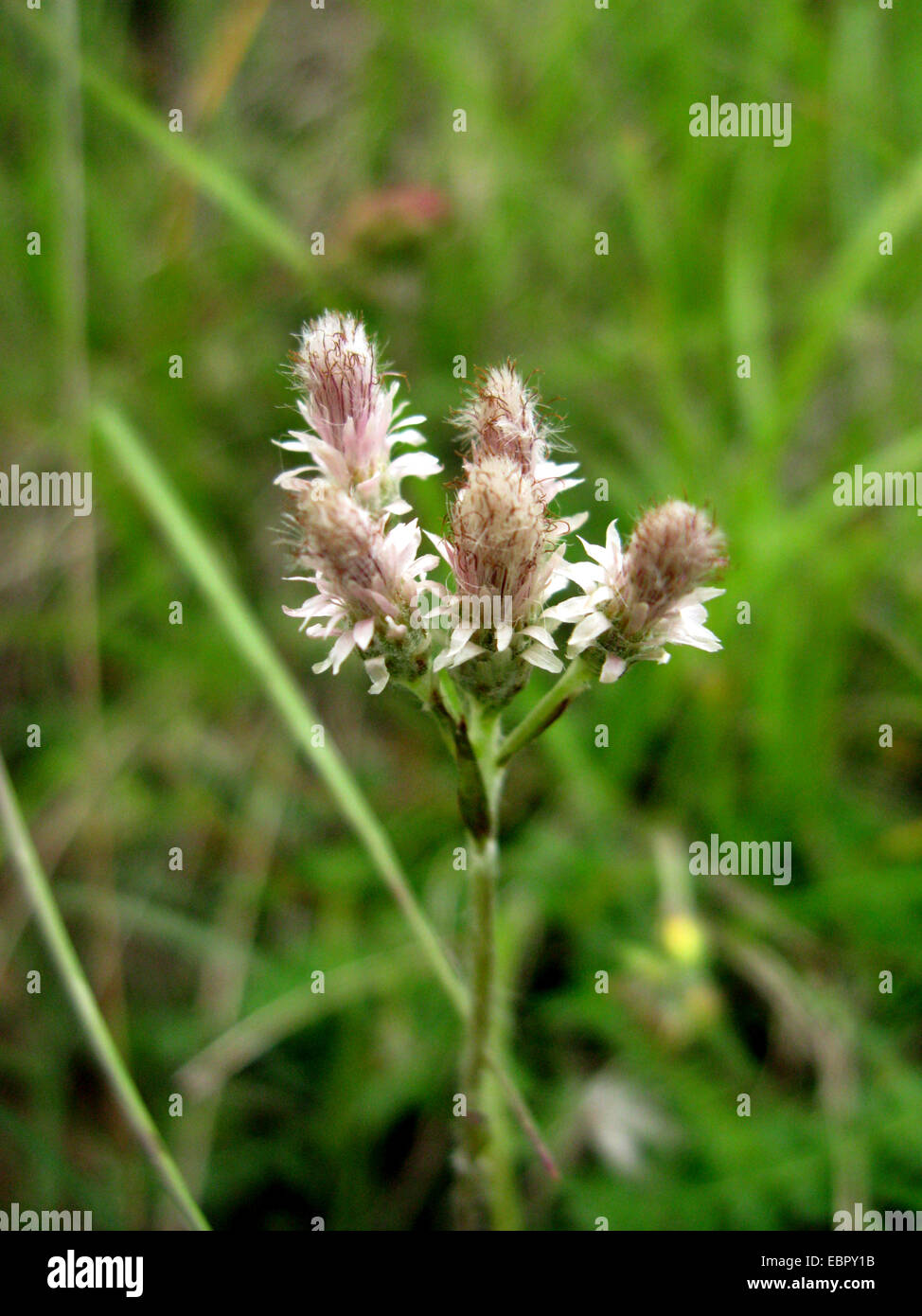 Gatti rossa Zampa-Antennaria dioeca