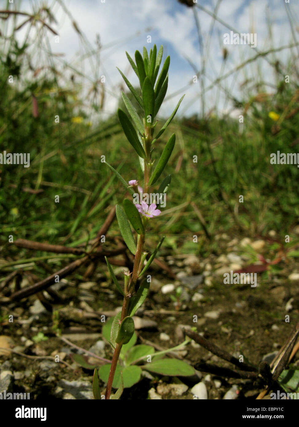 Erba-poli, Issopo loosestrife (Lythrum hyssopifolia), fioritura, in Germania, in Renania settentrionale-Vestfalia Foto Stock