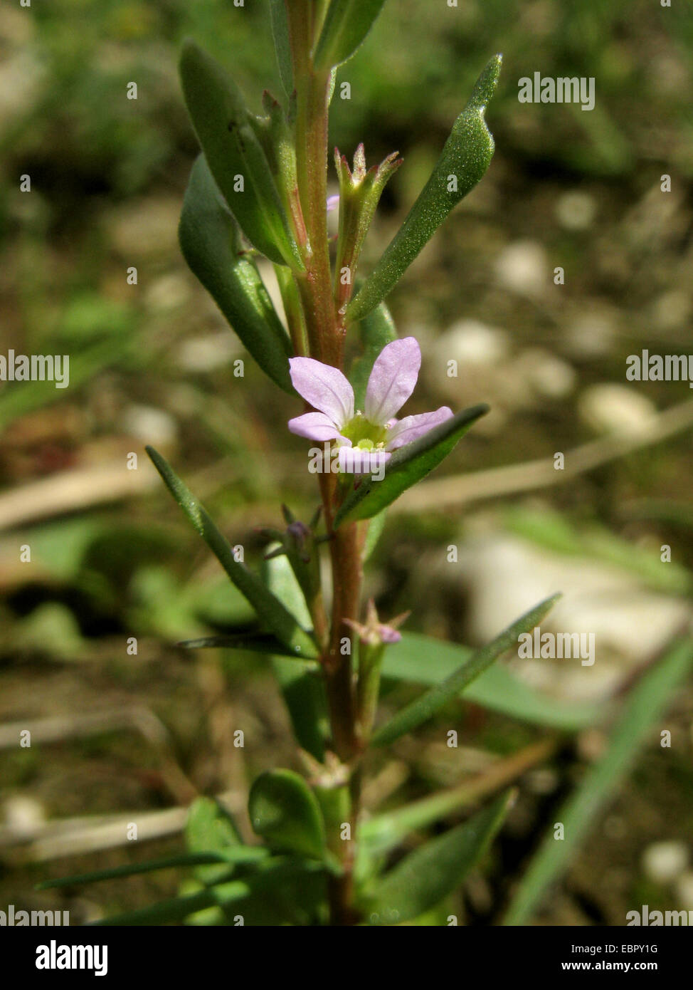 Erba-poli, Issopo loosestrife (Lythrum hyssopifolia), fioritura, in Germania, in Renania settentrionale-Vestfalia Foto Stock