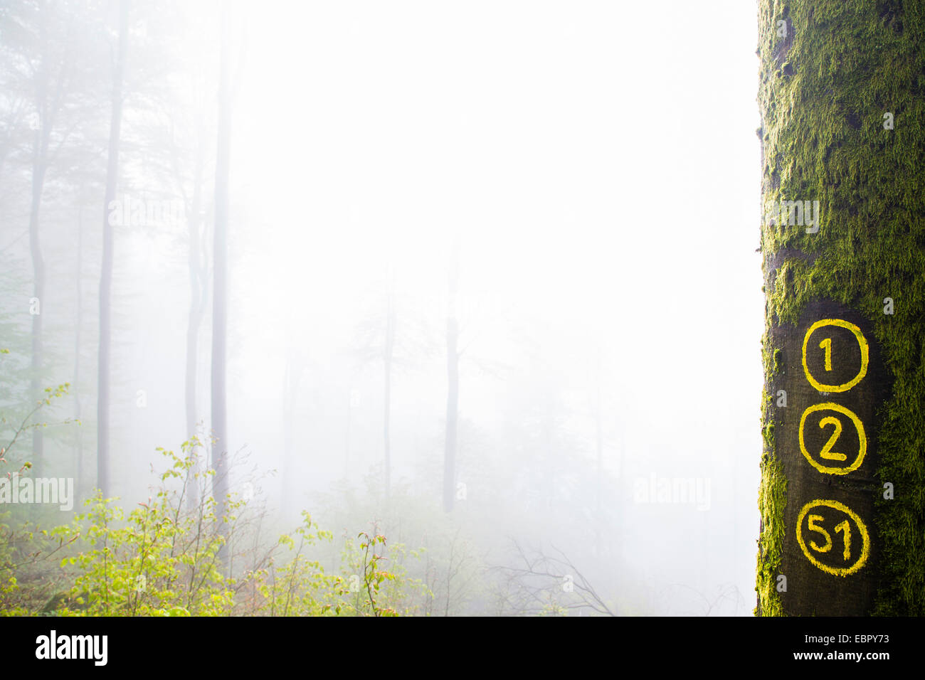 Comune di faggio (Fagus sylvatica), mossy stelo con la marcatura per sentieri escursionistici nella nebbia mattutina, GERMANIA Baden-Wuerttemberg, Odenwald Foto Stock