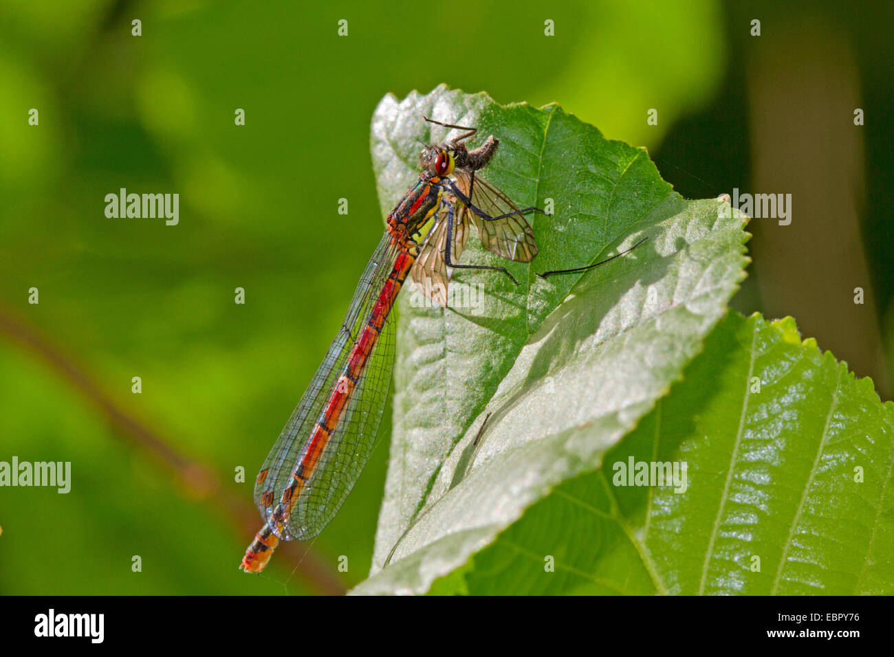 Rossi di grandi dimensioni (damselfly Pyrrhosoma nymphula), maschio alimenta mentre è seduto su una foglia, Germania Foto Stock