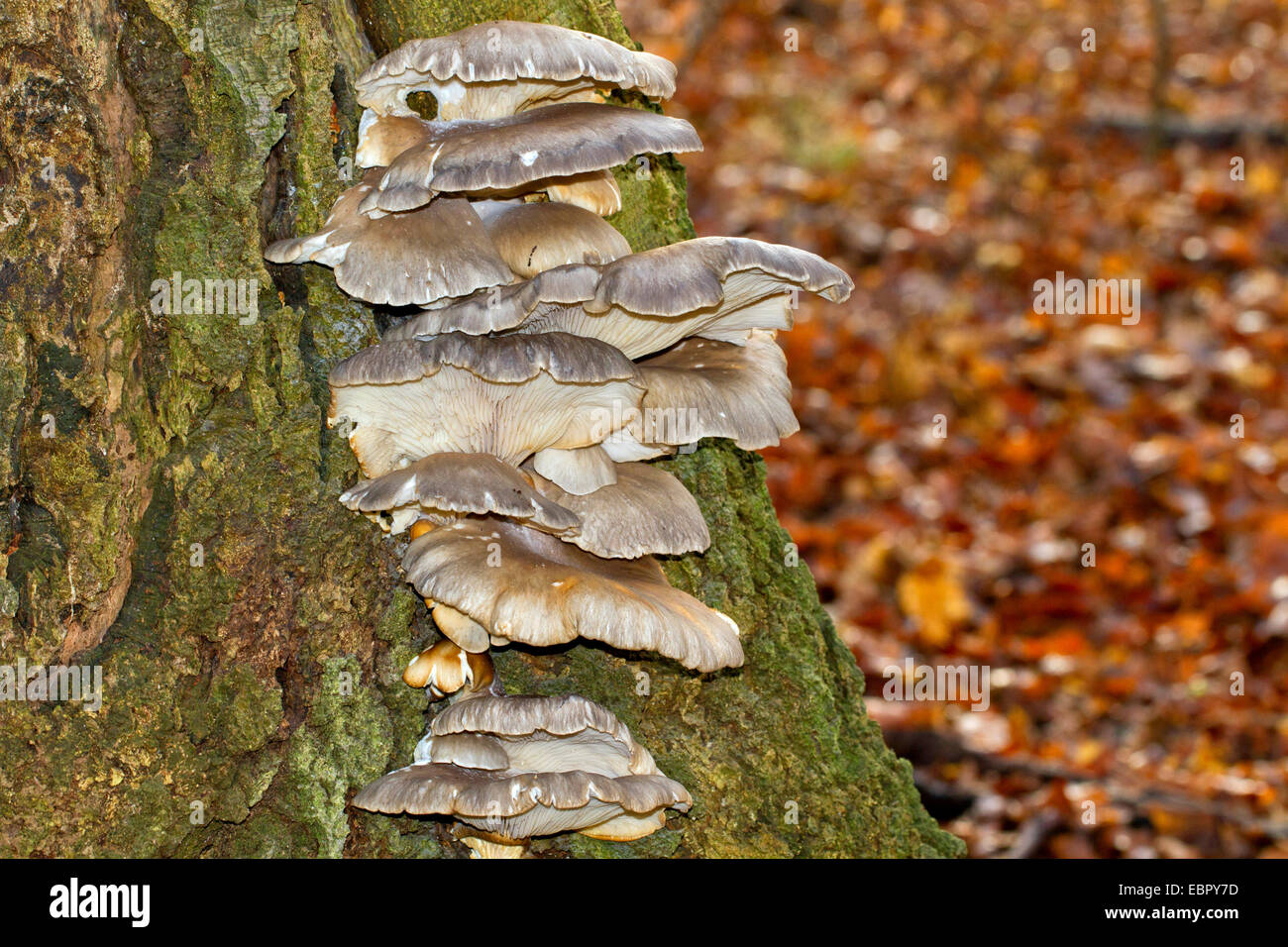 Oyster (fungo Pleurotus ostreatus), diversi corpi fruttiferi in corrispondenza di un tronco di albero, Germania Foto Stock