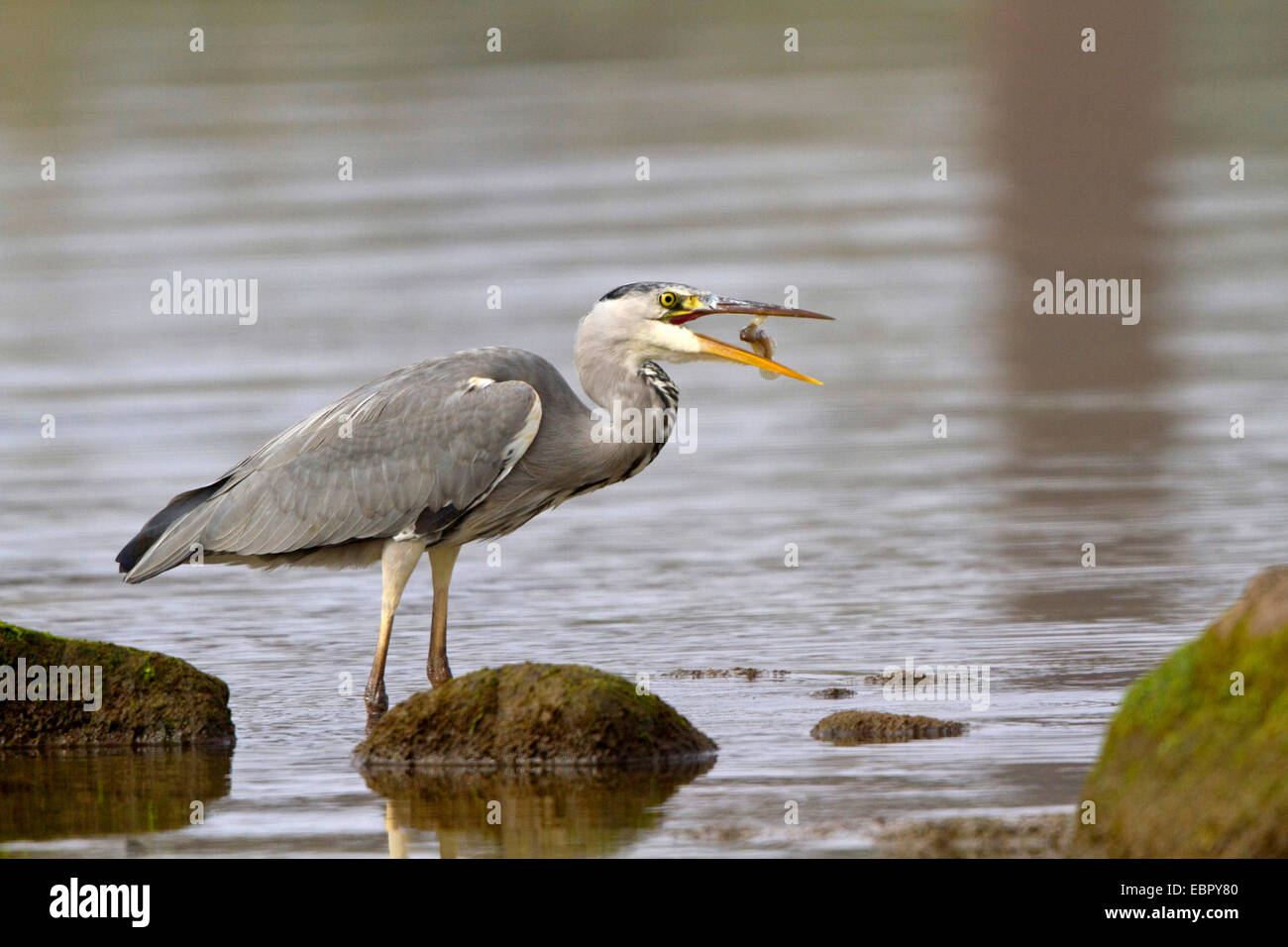 Airone cinerino (Ardea cinerea), lanci predati pesce, Germania Foto Stock