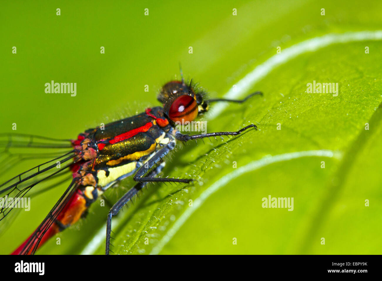 Rossi di grandi dimensioni (damselfly Pyrrhosoma nymphula), maschio in appoggio su una foglia, Germania Foto Stock