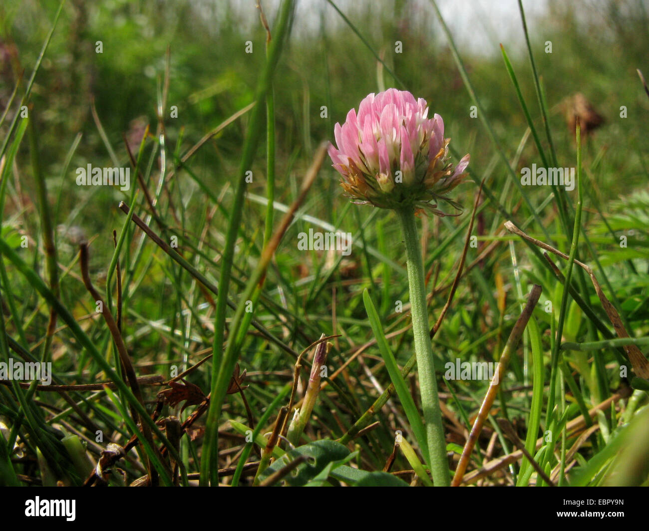 Trifoglio di fragola (Trifolium fragiferum), che fiorisce in una palude salata, Germania, Baltrum, Bassa Sassonia il Wadden Sea National Park Foto Stock