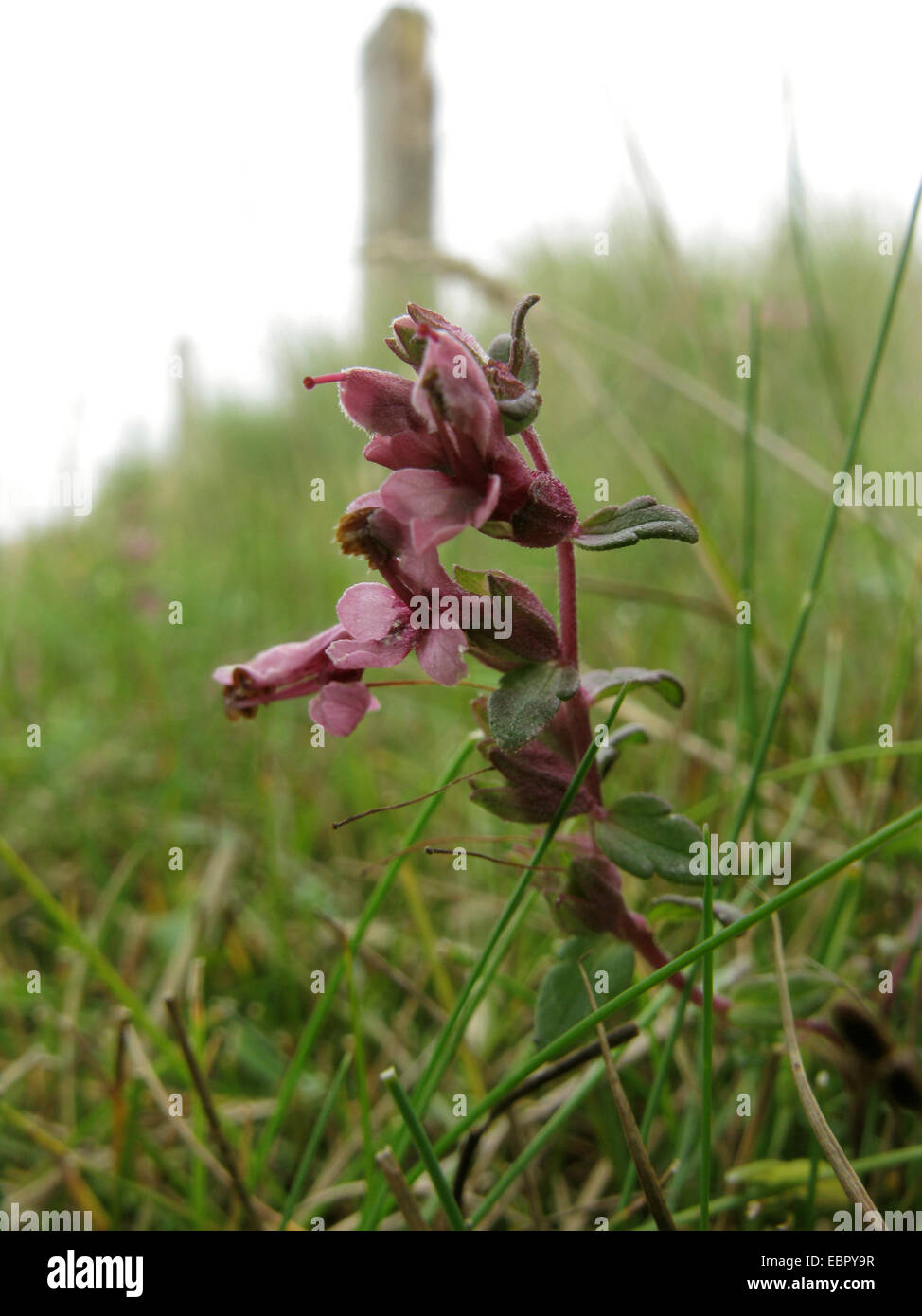 Rosso (Bartsia Odontites vulgaris, Odontites rubra), fioritura in un recinto di pascolo, Germania, Bassa Sassonia, Baltrum Foto Stock