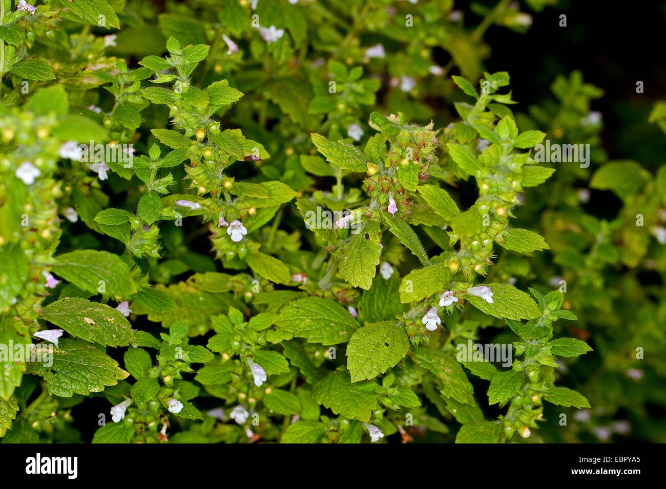 Melissa, giardino balsamo (Melissa officinalis), fioritura, Germania Foto Stock