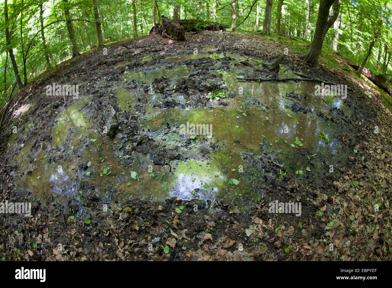 Il cinghiale, maiale, il cinghiale (Sus scrofa), cinghiale sguazzare nella foresta, Germania Foto Stock