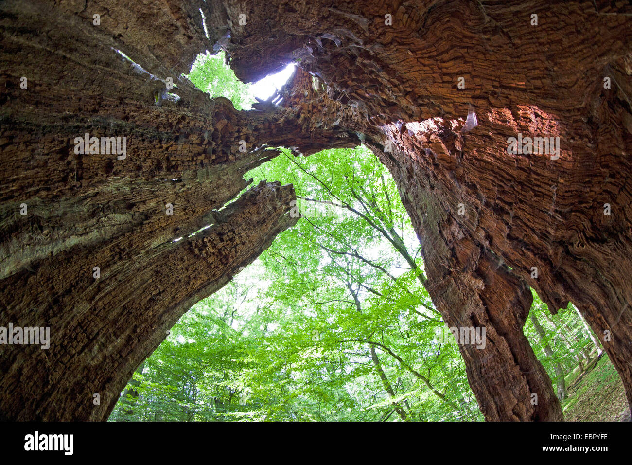 Foresta con un vecchio albero morto, Germania Foto Stock