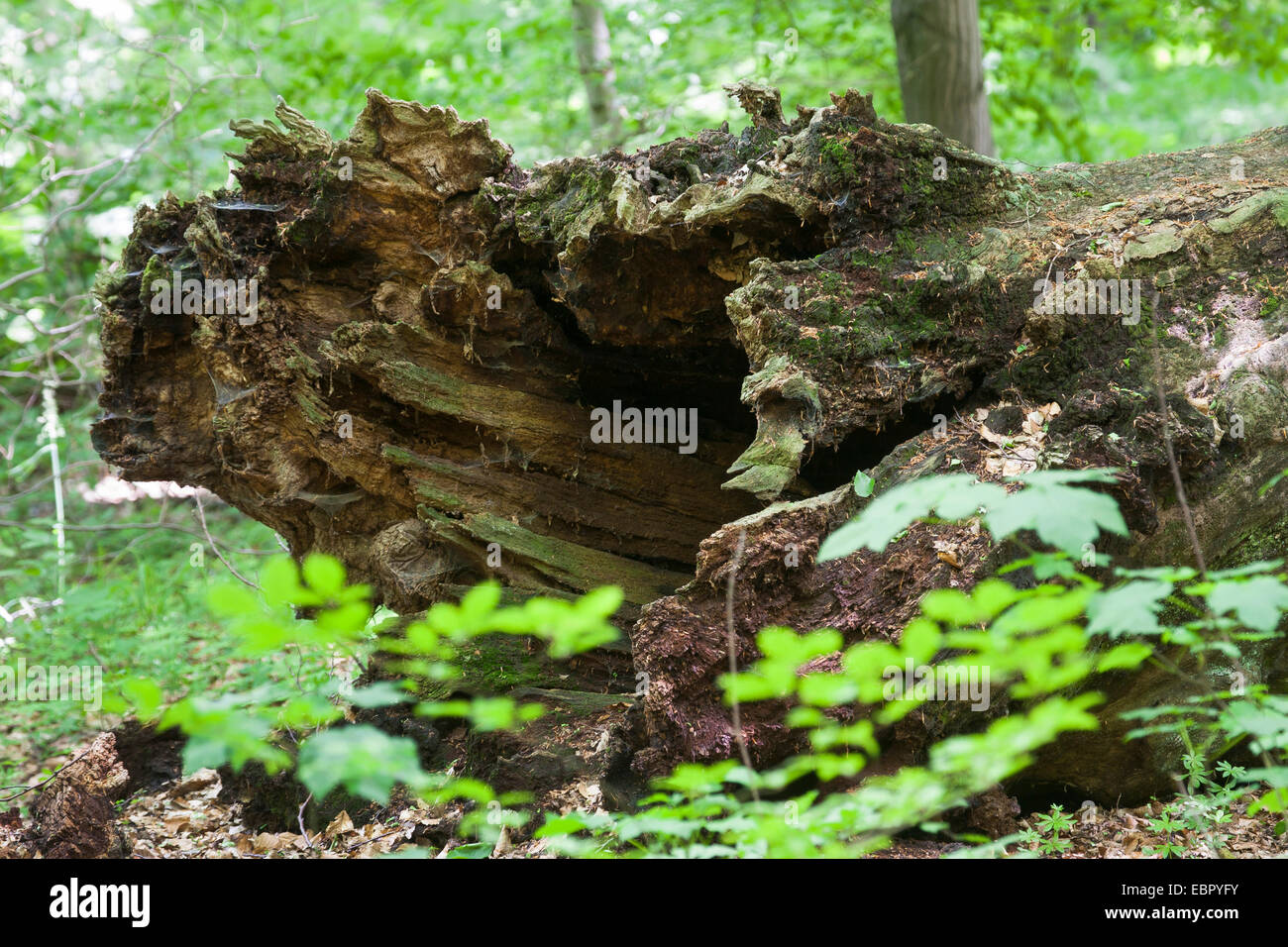 Foresta con un vecchio albero morto, Germania Foto Stock