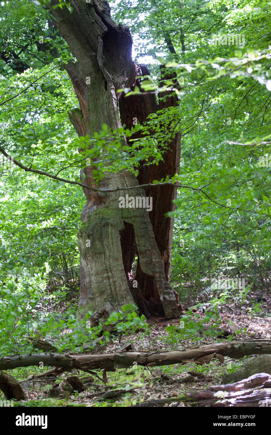 Foresta con un vecchio albero morto, Germania Foto Stock