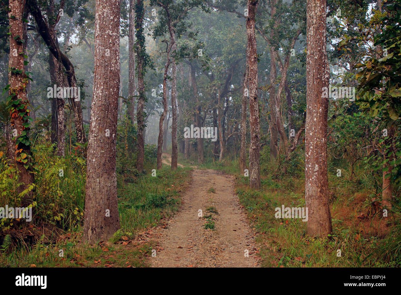 Percorso di foresta, Nepal, Terai, Chitwan il parco nazionale Foto Stock