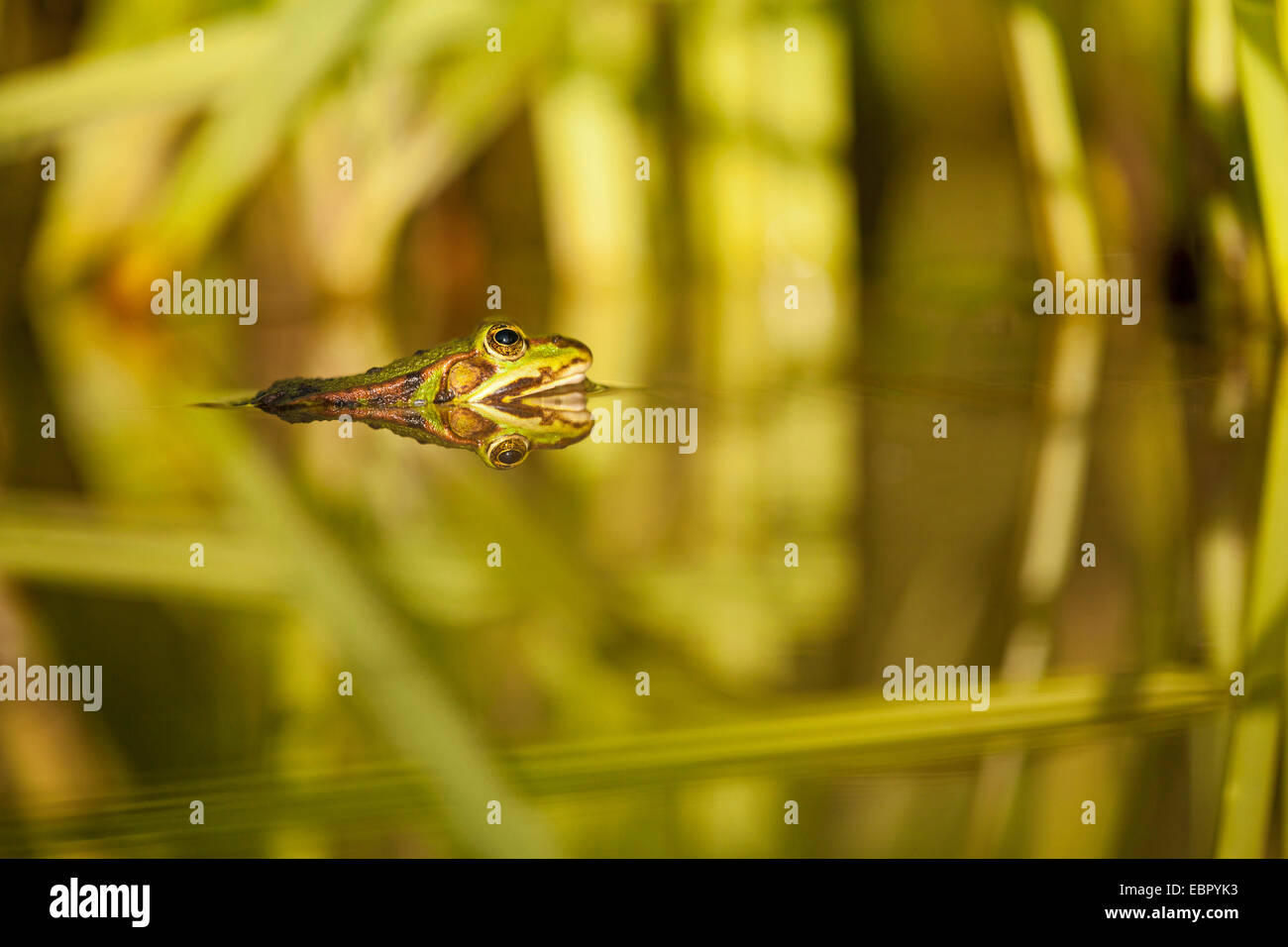 Piscina rana, poco waterfrog (Rana lessonae, Pelophylax lessonae), in acqua, in Germania, in Renania Palatinato Foto Stock