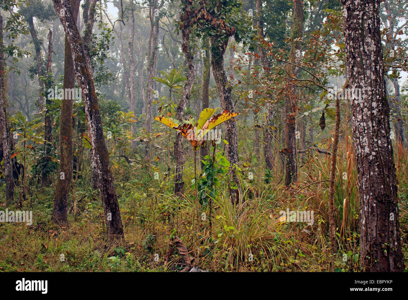 Nella giungla, Nepal, Terai, Chitwan il parco nazionale Foto Stock