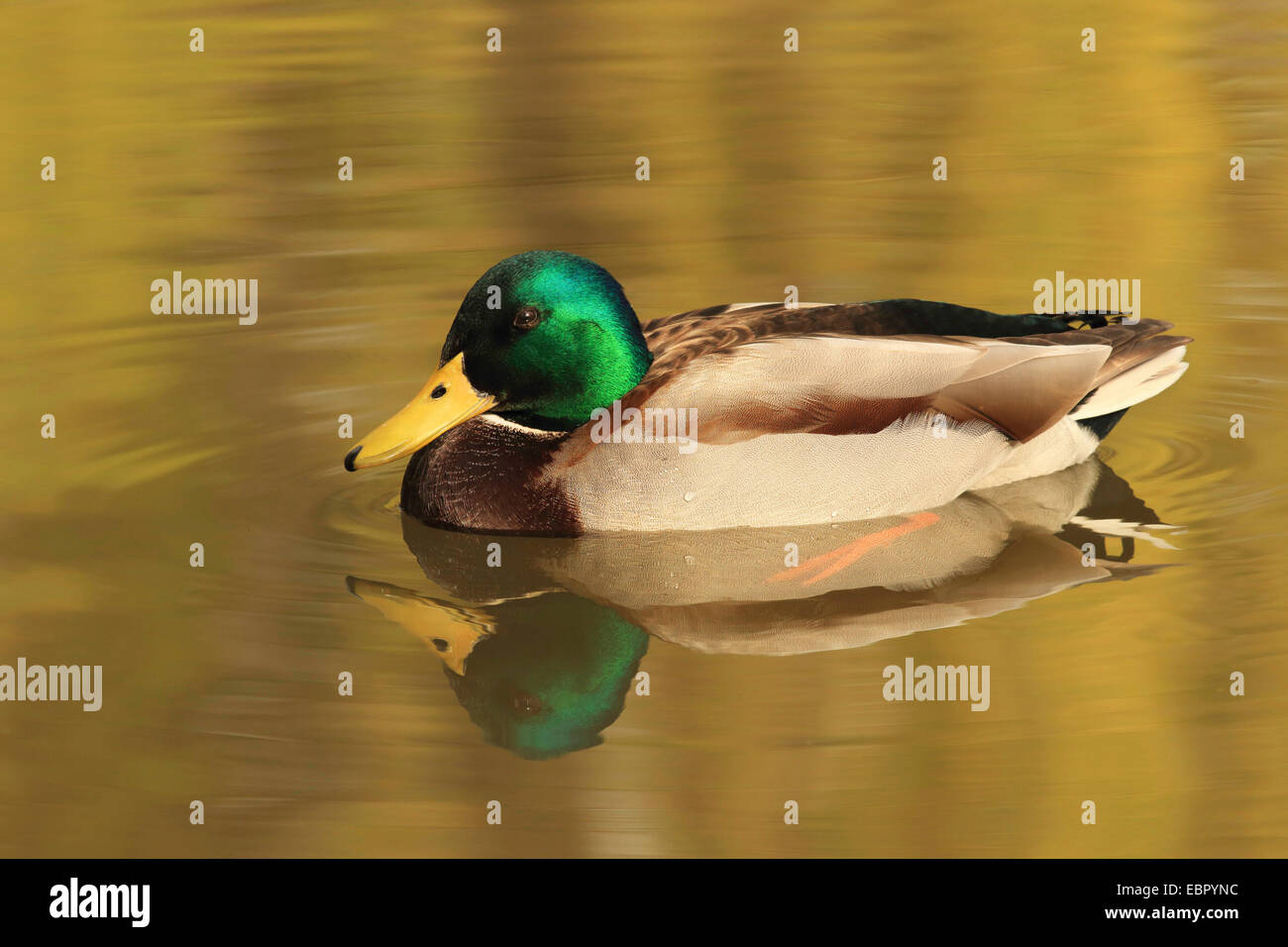 Il germano reale (Anas platyrhynchos), nuoto drake in primavera, GERMANIA Baden-Wuerttemberg Foto Stock
