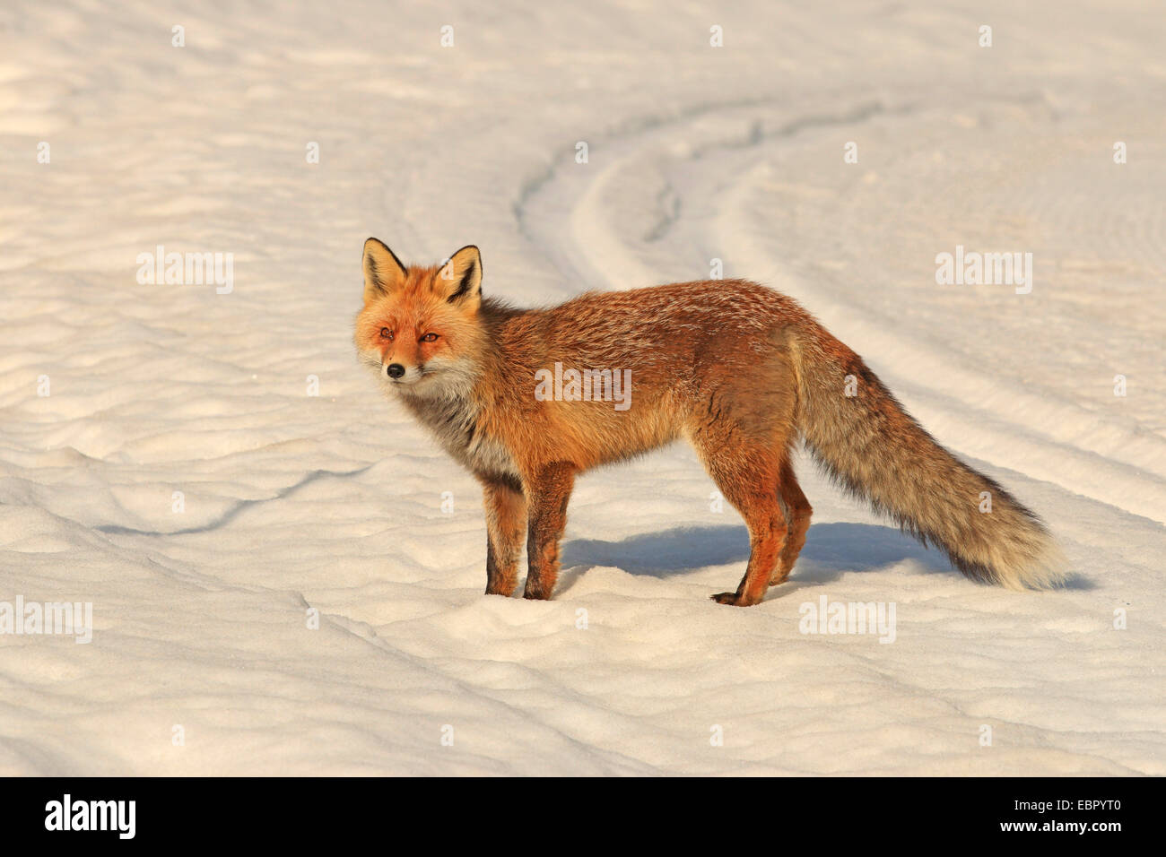 Red Fox (Vulpes vulpes vulpes), in piedi nella neve, Italia Foto Stock