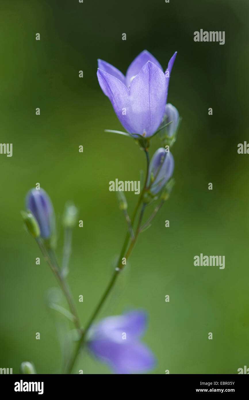 Scheuchzer la campanula (Campanula scheuchzeri), fioritura, Germania Foto Stock