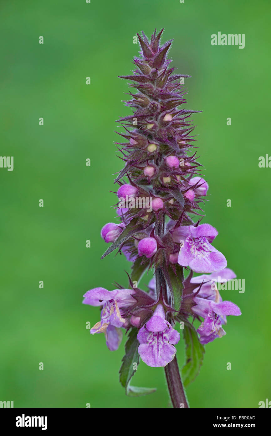 Marsh betony, marsh woundwort, palude hedge-ortica, marsh hedge-ortica (Stachys palustris), infiorescenza, Germania Foto Stock