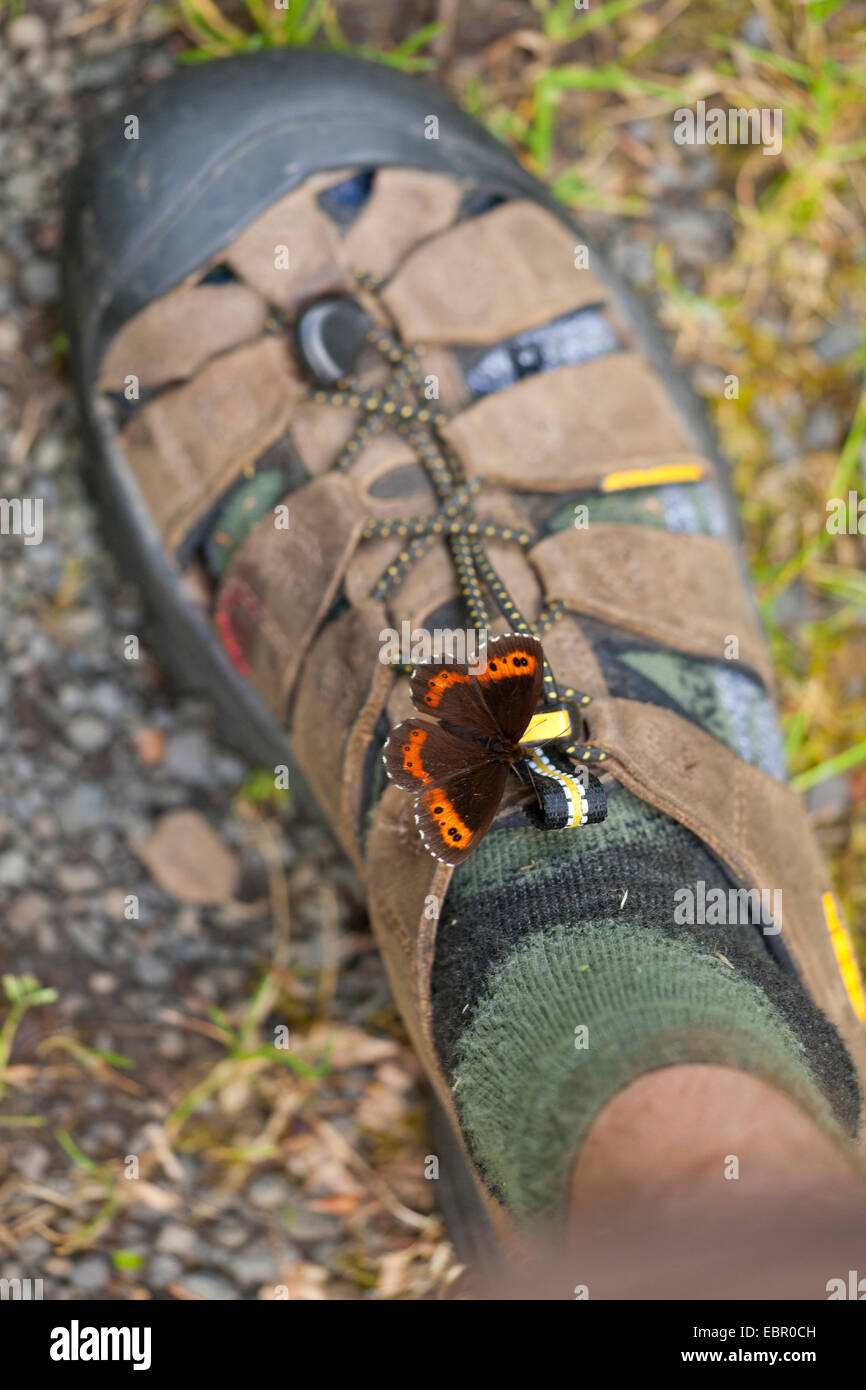 Arran brown, Ringlet butterfly (Erebia ligea), seduti su una calzatura succhiare il sudore, Germania, Thueringen, Rhoen Foto Stock
