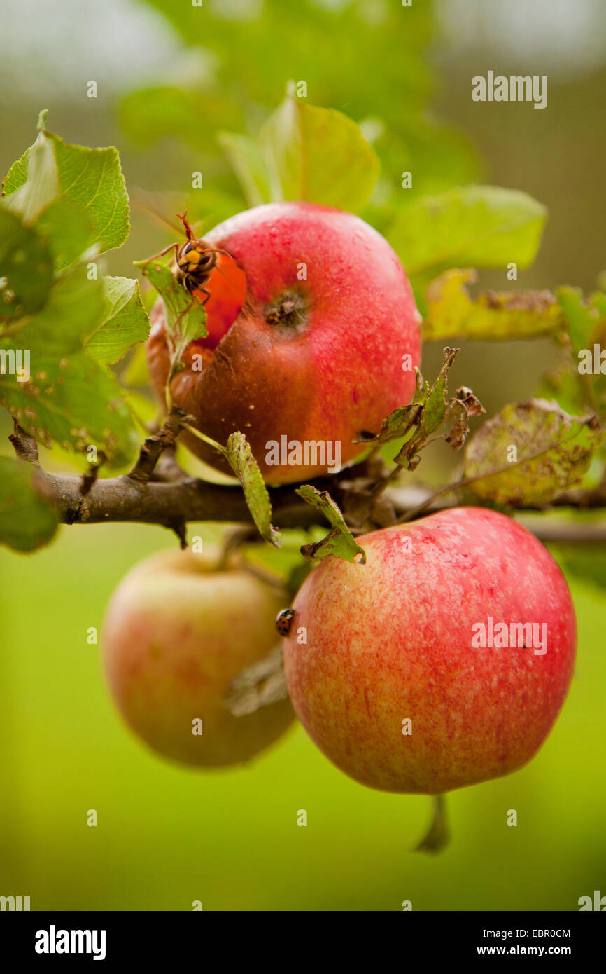 Apple tree (malus domestica), tre mele mature a un ramoscello, in Germania, in Renania Palatinato Foto Stock