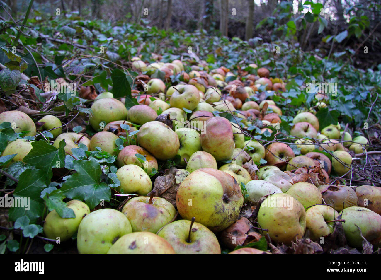 Apple (malus domestica), mele sul terreno per alimentare gli animali in una foresta in inverno, Germania Foto Stock