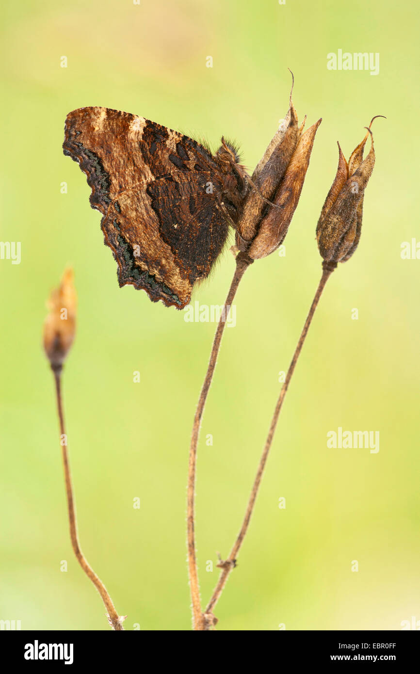 Grande tartaruga (Nymphalis polychloros, Vanessa polychloros), seduti a i frutti di una colombina, in Germania, in Renania Palatinato Foto Stock