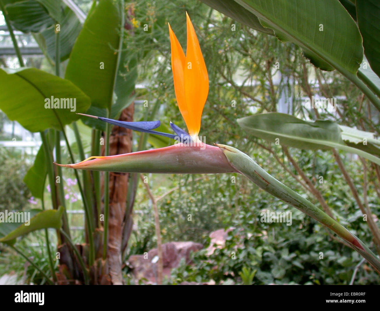 Fiore di gru, uccello del paradiso fiore, Geel piesang (Strelitzia reginae), fiore Foto Stock