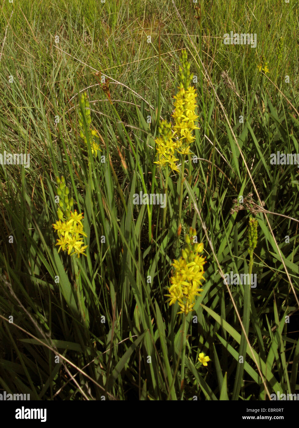 Bog asphodel (Narthecium ossifragum), fioritura, in Germania, in Renania settentrionale-Vestfalia Foto Stock