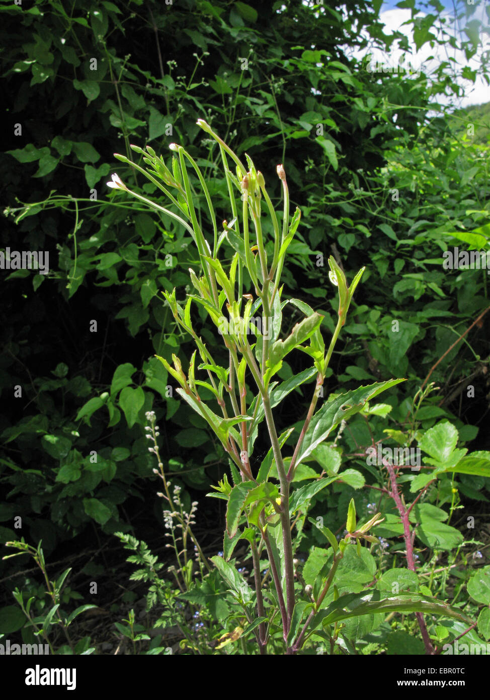 Spear-lasciato willow-herb (Epilobium lanceolatum), fioritura, Germania Foto Stock