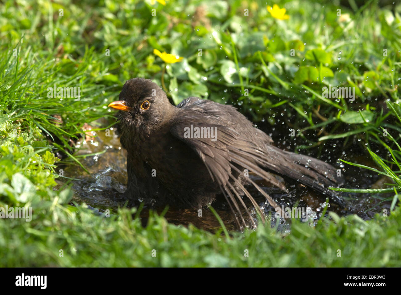 Merlo (Turdus merula), femmina blackbird eseguendo piumaggio cura in un bagno di uccelli, in Germania, in Renania settentrionale-Vestfalia Foto Stock