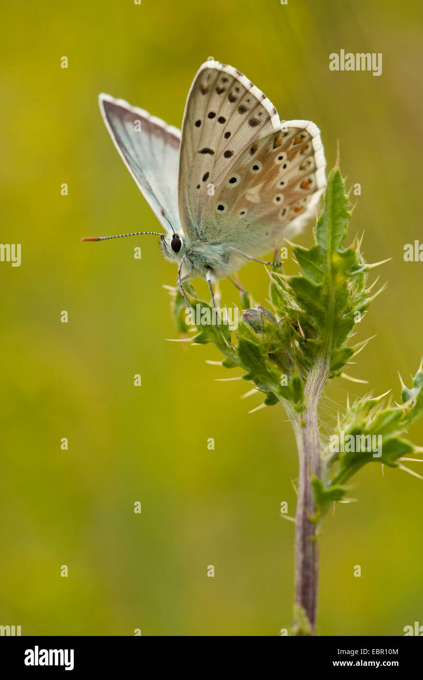 Chalk Hill (blu Polyommatus coridon, Meleageria coridon), seduto su un cardo, Germania, Thueringen Foto Stock