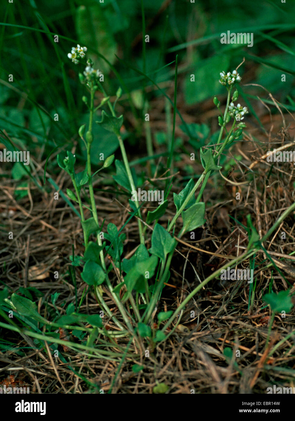 Lo scorbuto danese-erba (Cochlearia danica), fioritura, Germania Foto Stock
