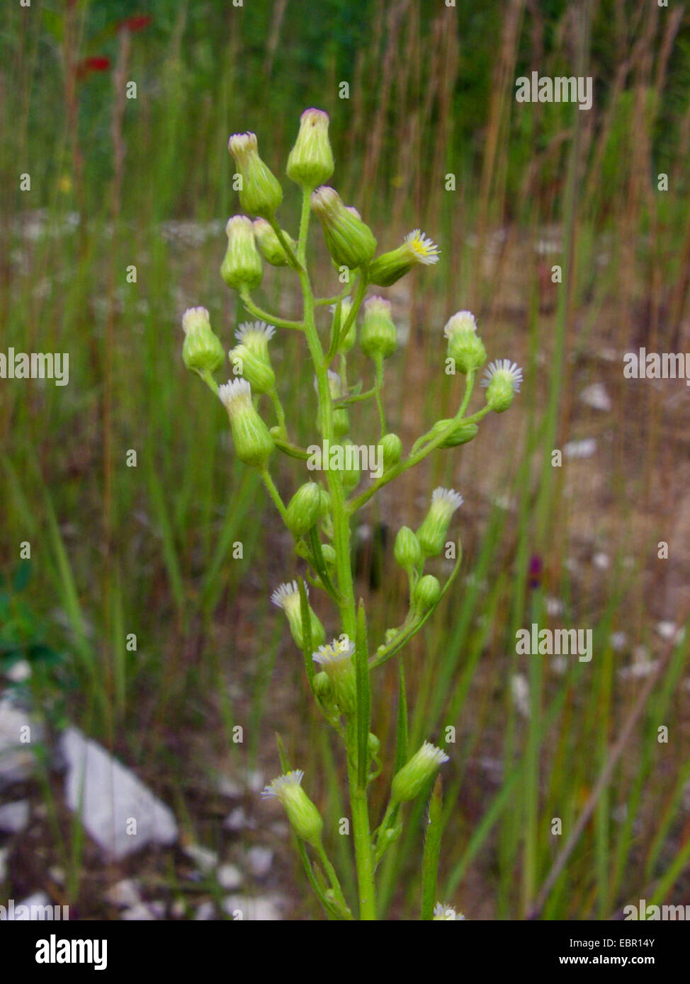 Horseweed, canadese (fleabane Conyza canadensis, Erigeron canadensis), fioritura, Germania Foto Stock