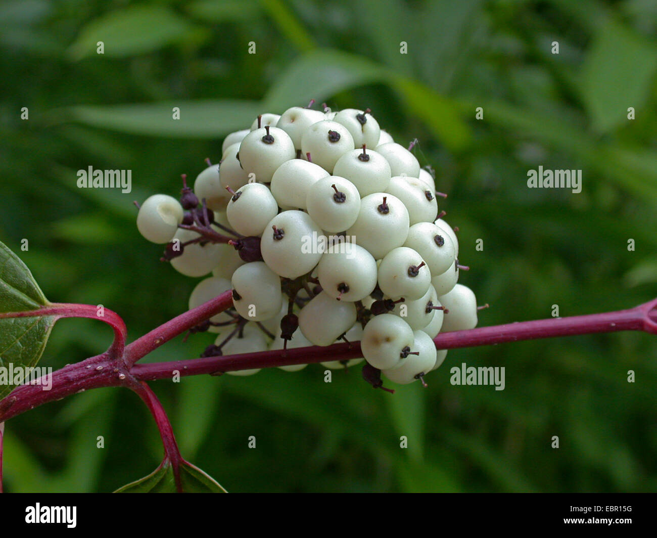 Corniolo sanguinello bianco, bianco-fruttato sanguinello, rosso-abbaiato sanguinello (Cornus alba), con frutti Foto Stock