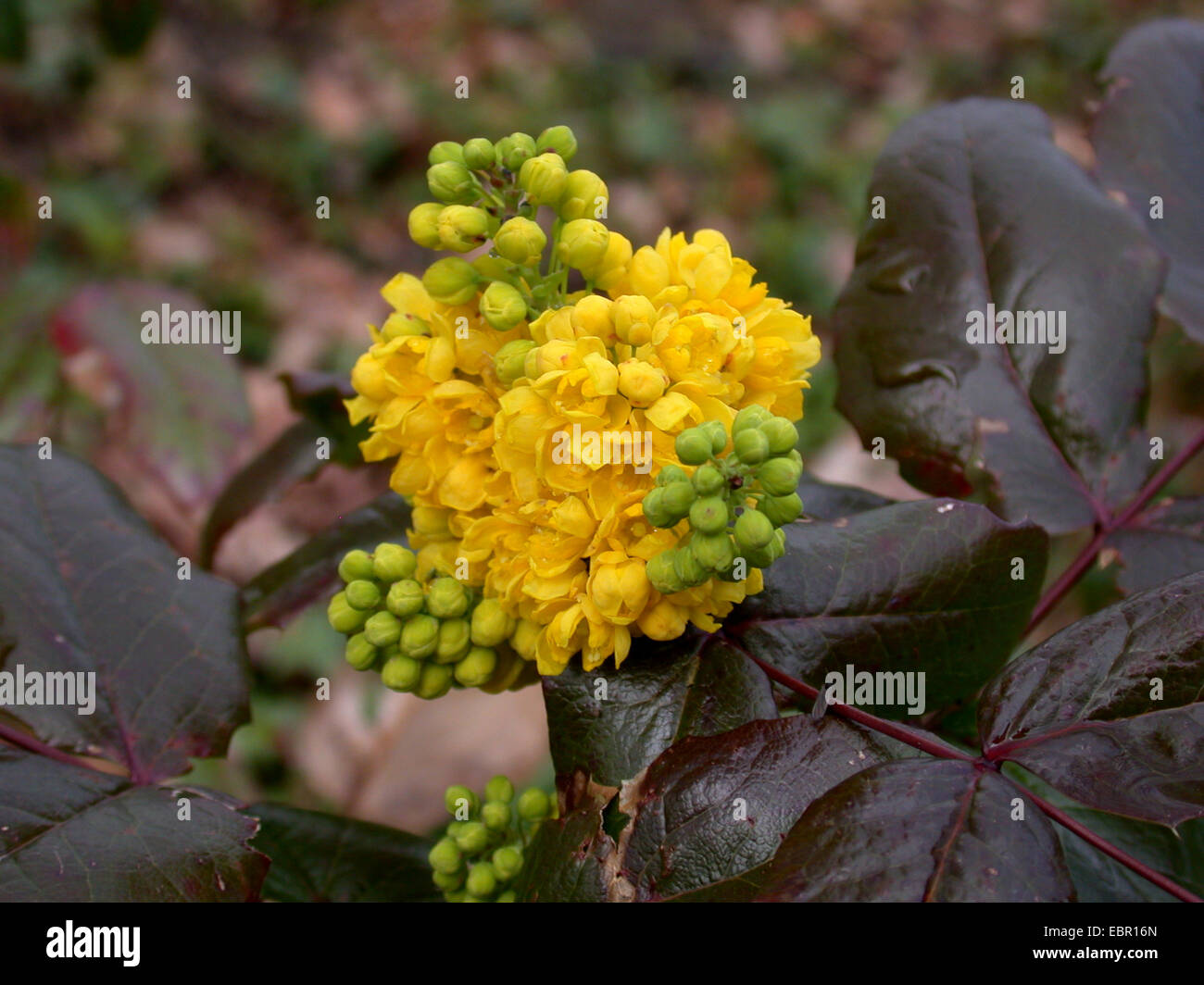 Holly-leaf oregongrape, oregon-UVA, fulgido oregongrape, tall oregongrape, montagna di uva (Mahonia aquifolium), infiorescenza Foto Stock