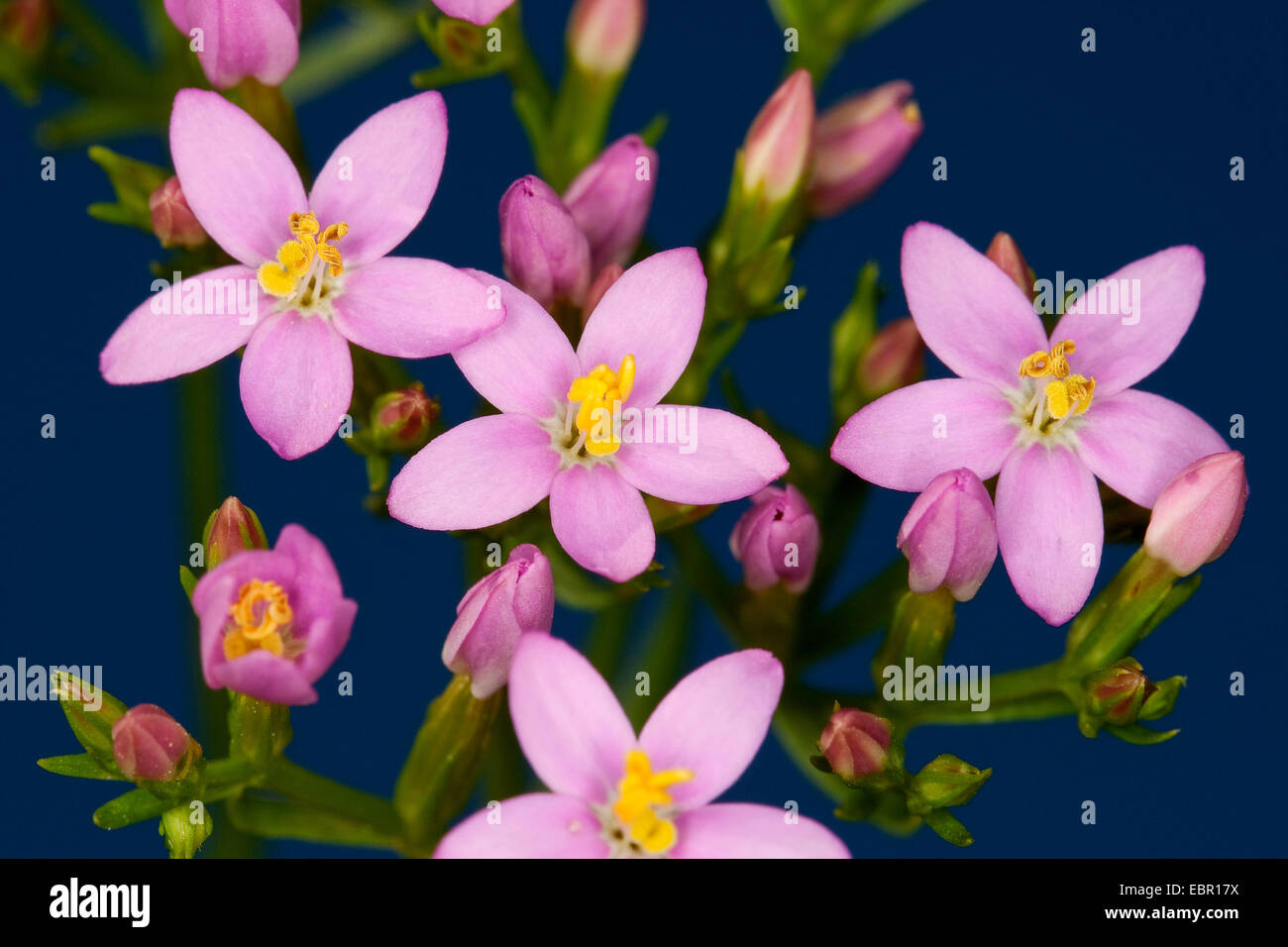 Centaury comune europeo, Centaury, Bitter herb (Centaurium erythraea, Erythraea centaurium, Centaurium minus, Centaurium umbellatum), fioritura, Germania Foto Stock