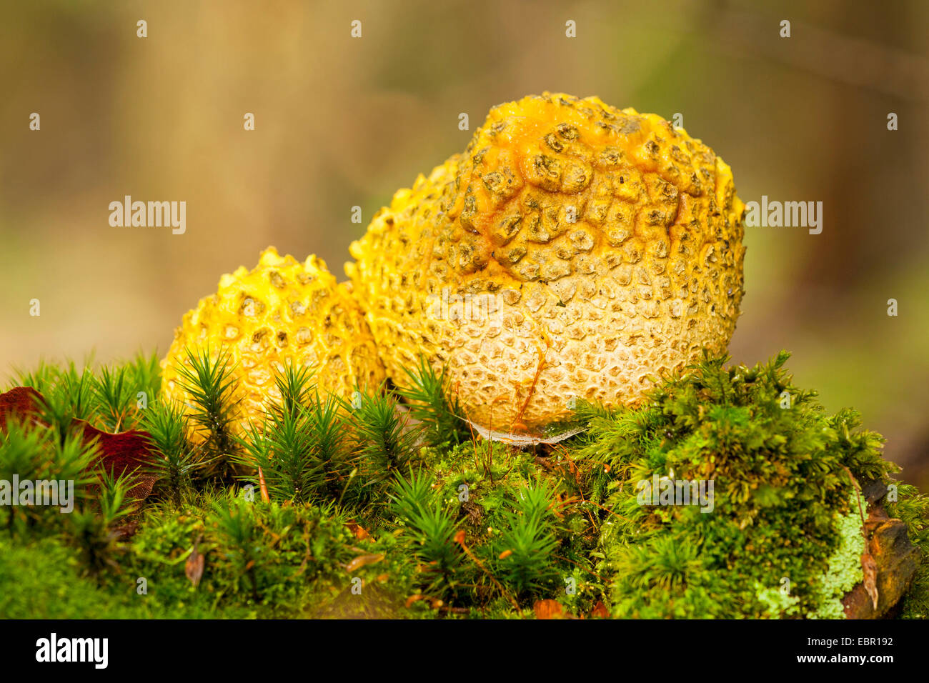Earthball comune (Scleroderma citrinum), due corpi fruttiferi di moss sul suolo della foresta, in Germania, in Renania settentrionale-Vestfalia Foto Stock