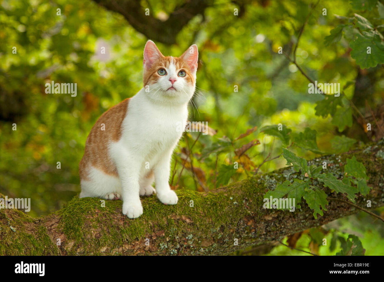 Il gatto domestico, il gatto di casa (Felis silvestris f. catus), seduto su un ramoscello, Germania Foto Stock