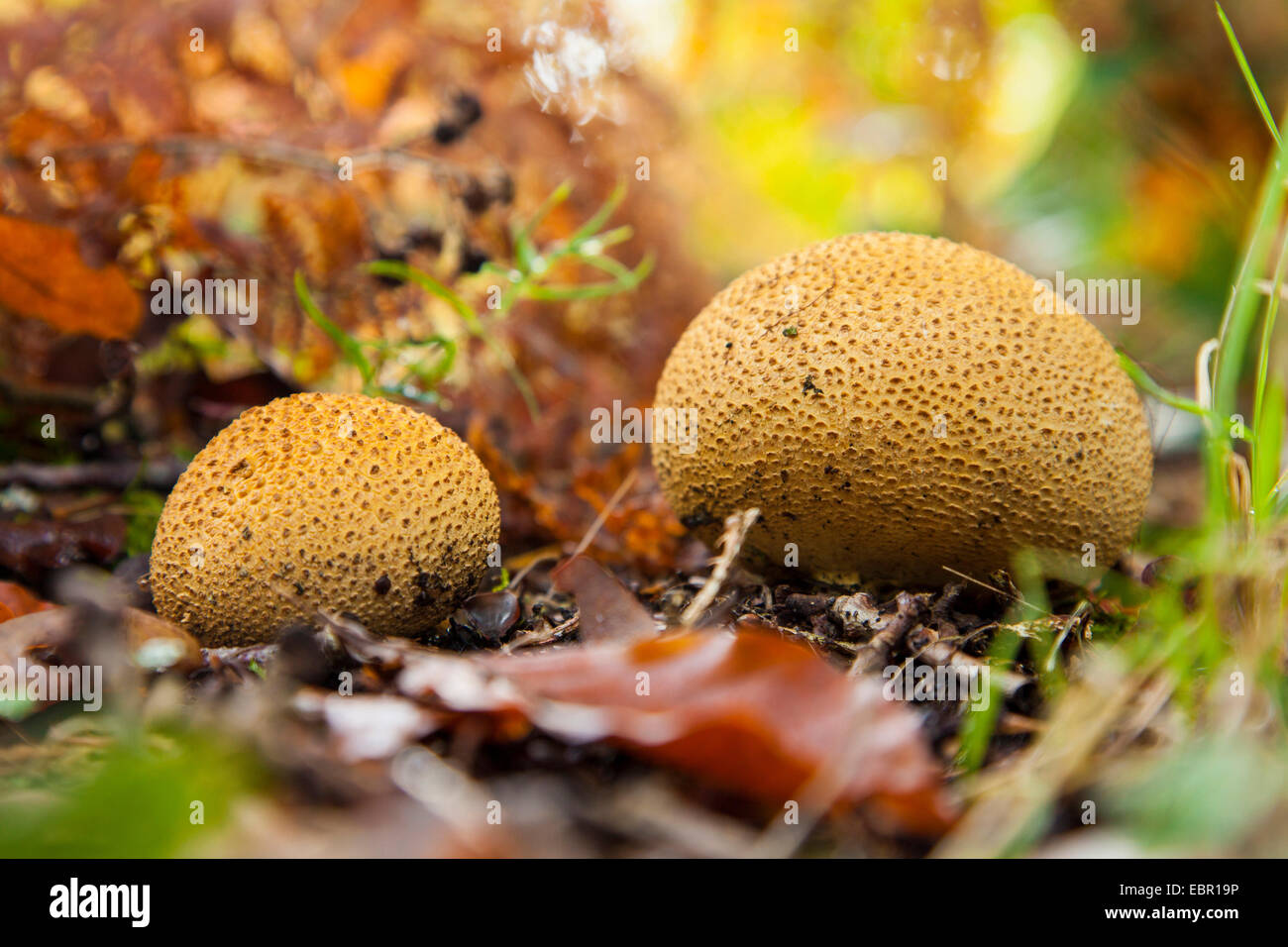 Earthball comune (Scleroderma citrinum), due corpi fruttiferi sul suolo della foresta, in Germania, in Renania settentrionale-Vestfalia Foto Stock