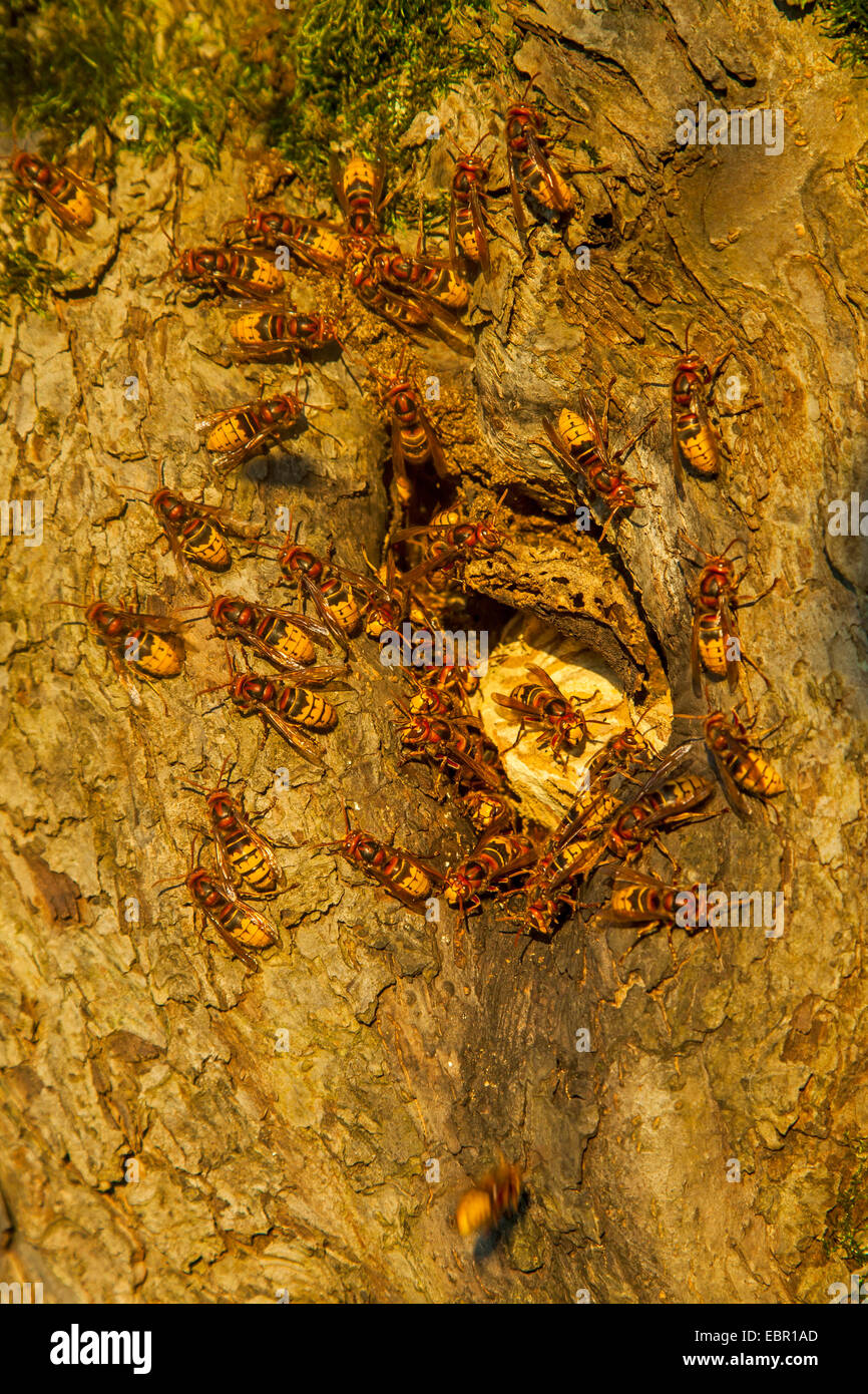 Hornet, marrone hornet, Europeo hornet (Vespa crabro), hornet nido in un knothole di un albero di mele, in Germania, in Renania Palatinato Foto Stock