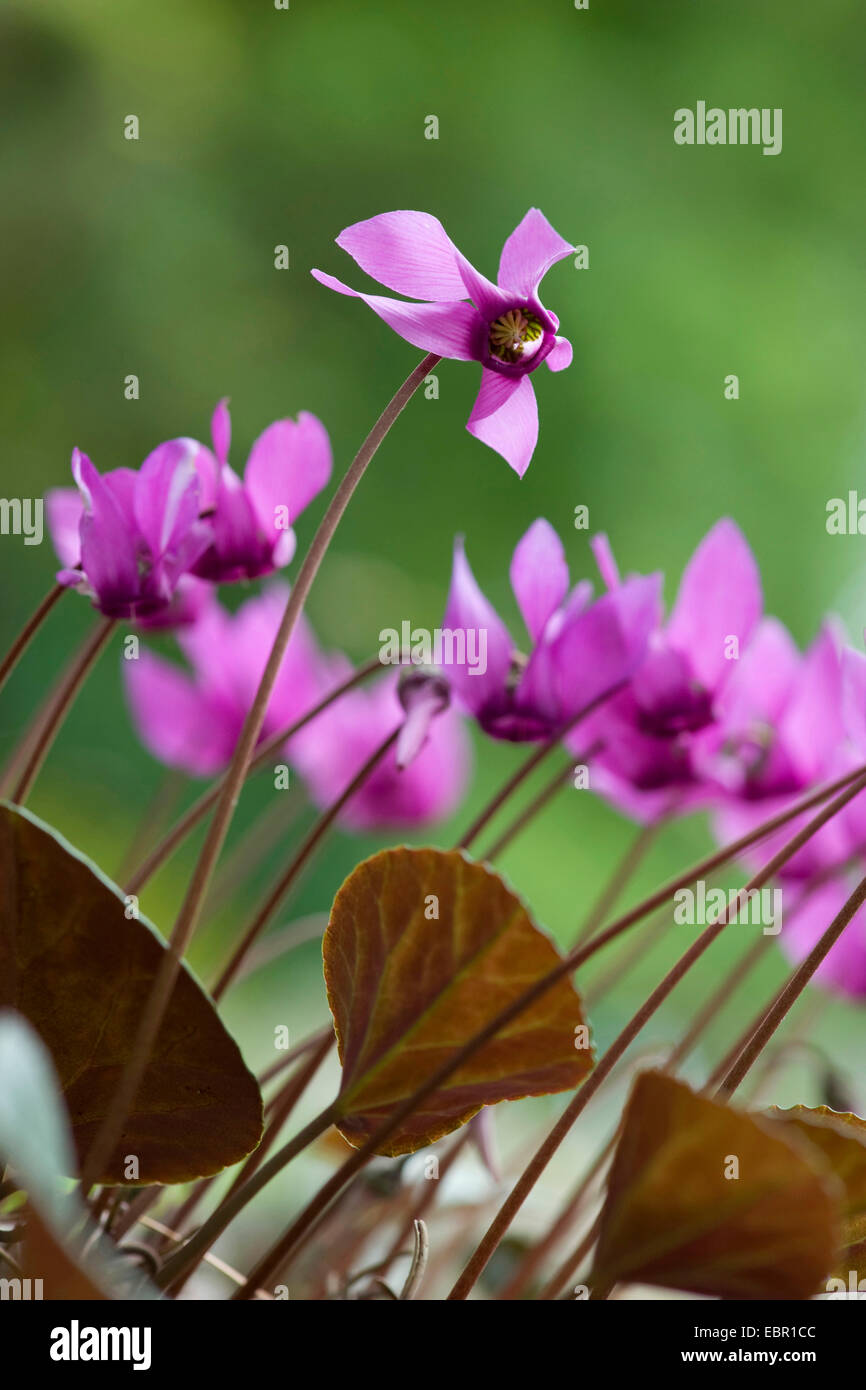 Il ciclamino europeo (Cyclamen purpurascens), fioritura, Germania Foto Stock
