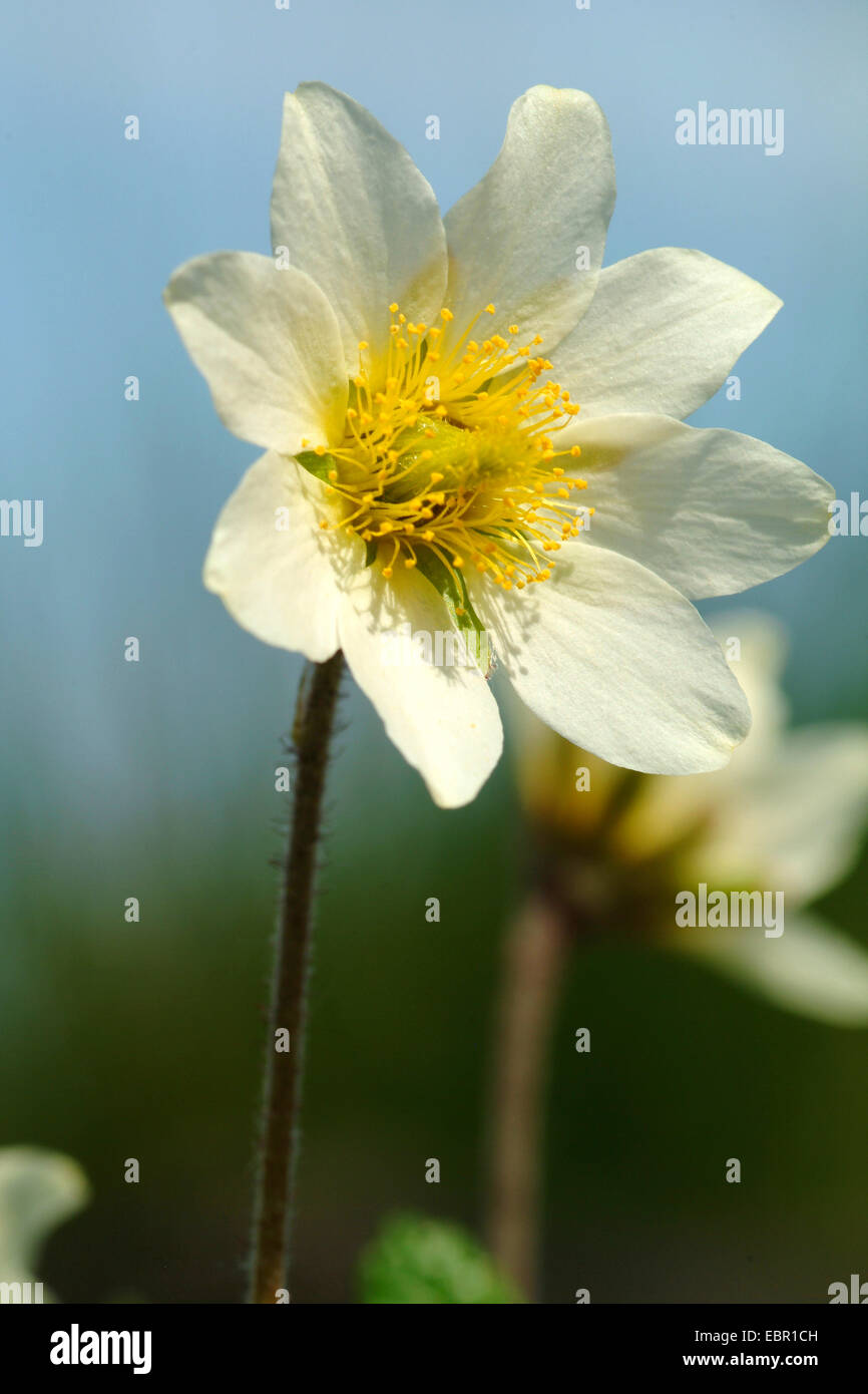 Mountain avens (Dryas octopetala), fiore, Germania Foto Stock