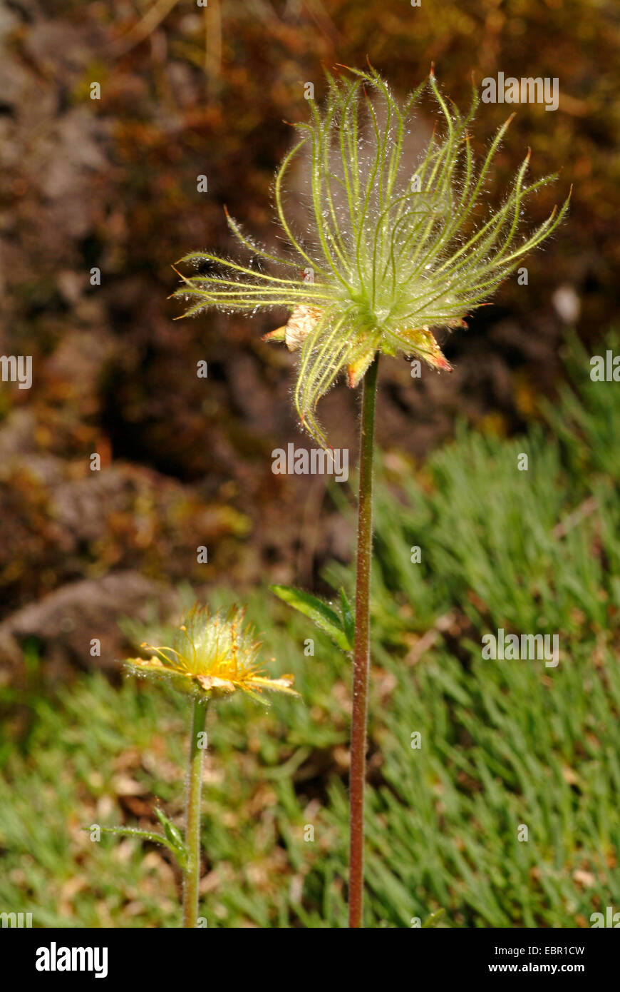 Avens (Geum montanum), giovane frutta, Svizzera Foto Stock